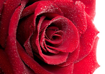 Red beautiful rose in drops