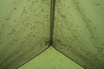 Mosquitoes in the tent with mosquito protection. Inside view