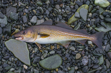 Fresh cod fish on stony shore of fjord Norway