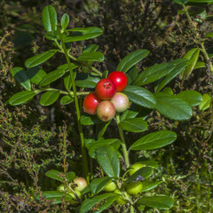 Berry-field of cowberry and lingonberry in forest. Ripening berries in the natural environment
