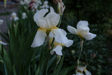 Irises