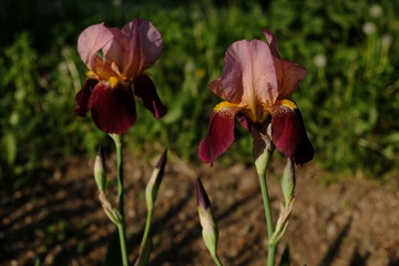 Irises