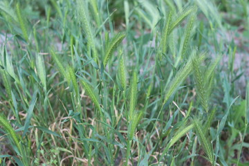  Bright green spring grass