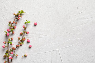 Beautiful blossoming branches on light background