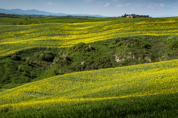 Fototapeta na wymiar ASCIANO, TUSCANY, Italy - Landscape with yellow flowers in the Crete Senesi