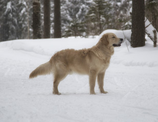 golden retriever