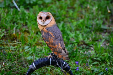 Brown owl portrait. Close up.