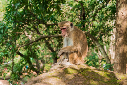 macaque monkey in jungle on the rock