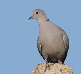A male collared dove stands on a stone on blue blurred background. Close up and detailed photo.