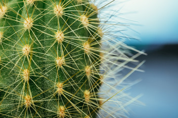 Kaktus Nahaufnahme, Zimmerpflane