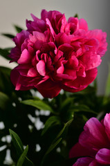 Fresh pink peonies peony roses in a vase on white window, background. Floral blossom wallpaper. Flowers in the room. Card, text, copy space.