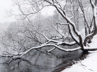 Bare tree in snow by the shore