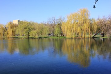 Mirror on the lake - tree reflect on the water