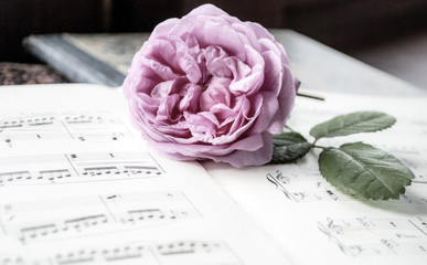 Alte Musiknoten mit erblühter Rose (Rosaceae), Liebeskummer, Trauer, Tod  - 203989206