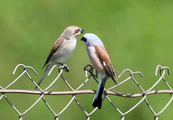 A pair of red backed shrike  sit together on a metal fence on a blurred green background. A female holds a male gift in her beak