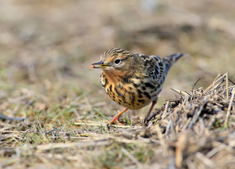 Red throated pipit sits on a ground and hold insect in its beak