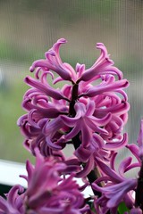 Pink hyacinth flowers