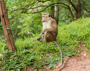 Monkey in the wild nature