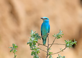 European roller sits on a tree against nice beige blurred background