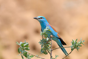 One European roller sits on a tree against nice beige blurred background
