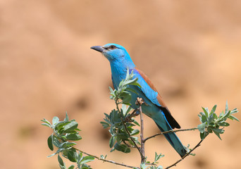 One European roller sits on a tree against nice beige blurred background