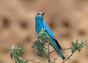 One European roller sits on a tree against nice beige blurred background