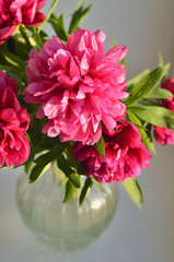 Fresh bouquet of pink peonies peony roses in a vase on white window, background. Floral blossom wallpaper. Flowers in the room. Card, text, copy space.