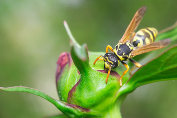 wasp in the wild