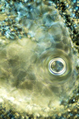 Abstract micrograph of bracts from a club moss.