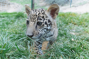 Jaguar in Nature