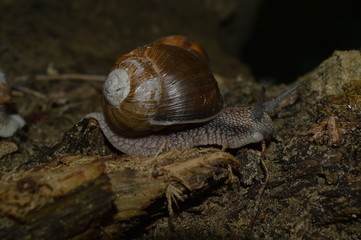 large forest snail