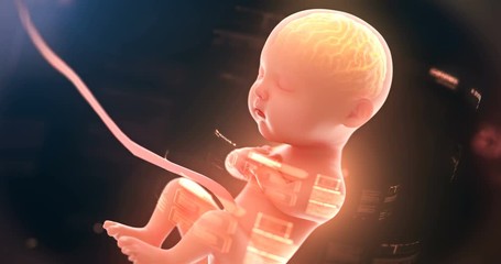 Baby's brain and nervous system, 3d rendering fetus with brain, x-ray inside,4k.(4096*2160)