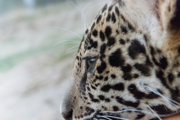 Jaguar in Nature