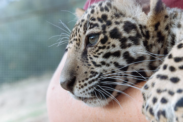Jaguar in Nature