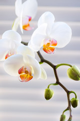 Naklejka na ściany i meble White Orchid flower group