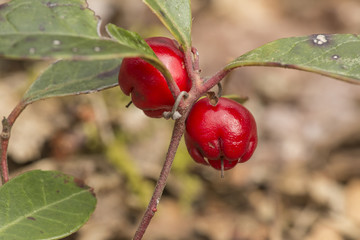 Red wintergreen berries in the woods at Valley Falls Park.
