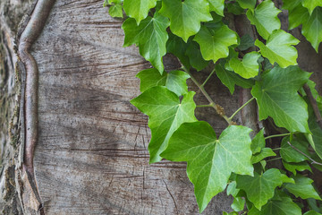 Green, young leaves on a tree trunk background