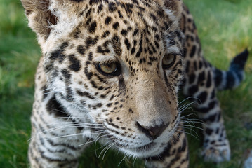 Jaguar in Nature - 203991009