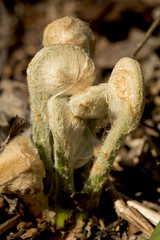 Fiddleheads of the cinnamon fern in spring, Valley Falls Park.