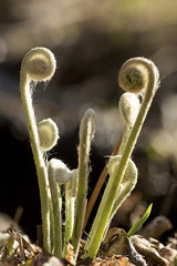 Fiddleheads of the cinnamon fern in spring, Valley Falls Park.