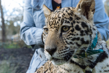 Fototapeta na wymiar Jaguar in Nature