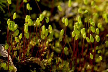 Obraz na płótnie Canvas Young sporophytes of the moss, Pohlia nutans, in springtime Connecticut.