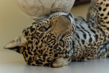Jaguar in Nature - 203991298