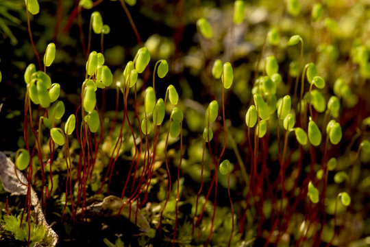 Young sporophytes of the moss, Pohlia nutans, in springtime Connecticut.