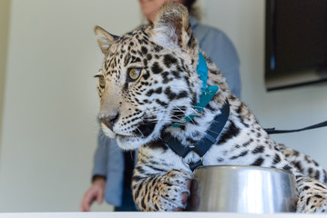 Jaguar in Nature
