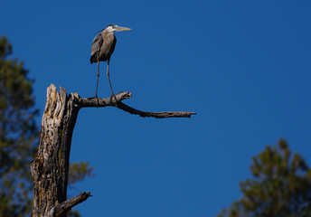 A Great Blue Heron Sits Atop an Old Dead Tree