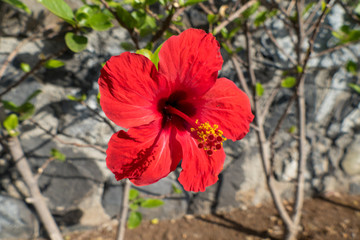 Rote Hibiscusblüte in strahlendem Sonnenschein 