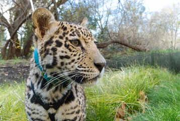 Jaguar in Nature - 203991454