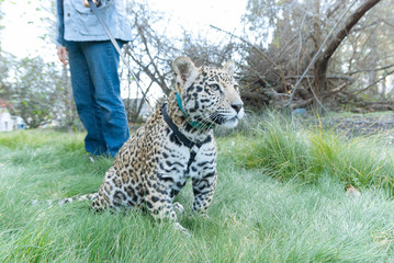 Jaguar in Nature - 203991611