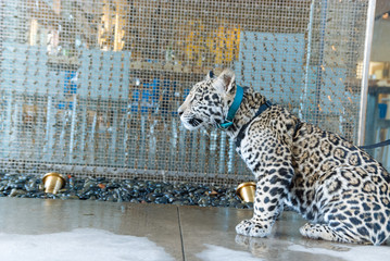 Jaguar in Nature - 203991667